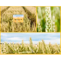 Озима пшениця Донецька 48